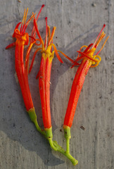 Dendrophthoe curvata