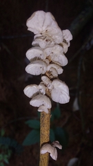 Marasmiellus