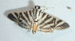 Spilomela