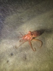 Enteroctopus megalocyathus
