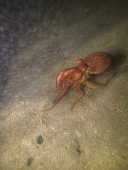 Enteroctopus megalocyathus