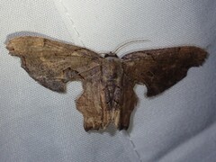 Calledapteryx dryopterata