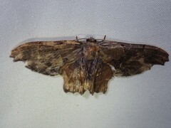 Calledapteryx dryopterata