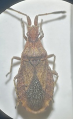 Spathocera laticornis