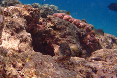 Canthigaster margaritata