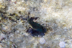 Canthigaster margaritata