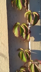 Parthenocissus inserta