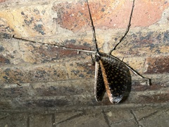 Bactrododema