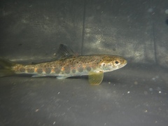 Salmo salar