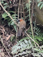 Pomatorhinus musicus