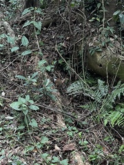 Pomatorhinus musicus