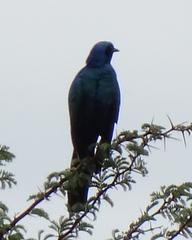 Lamprotornis australis
