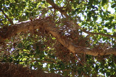 Ficus sycomorus sycomorus