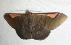 Sphacelodes vulneraria