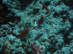 Paracheilinus octotaenia