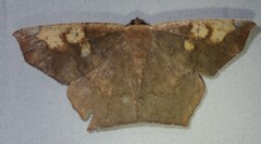 Paragonia cruraria