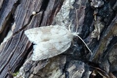 Acleris sparsana