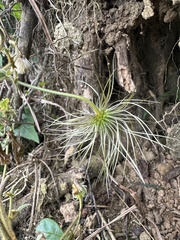 Clematis leschenaultiana