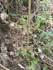 Clematis leschenaultiana