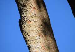 Ficus sycomorus sycomorus