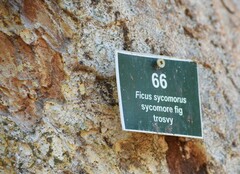 Ficus sycomorus sycomorus