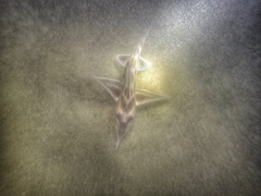 Callorhinchus callorynchus