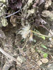 Clematis leschenaultiana