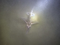 Callorhinchus callorynchus