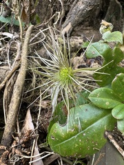 Clematis leschenaultiana