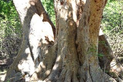 Ficus sycomorus sycomorus