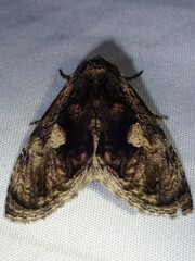Lepidodes