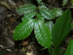 Eugenia coffeifolia