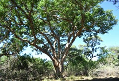 Ficus sycomorus sycomorus