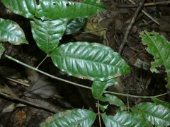Eugenia coffeifolia