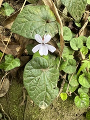 Viola formosana