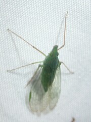 Rhynchomitra