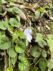 Viola formosana