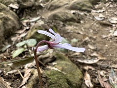 Viola formosana