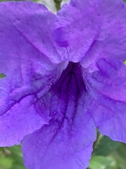 Ruellia simplex
