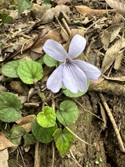 Viola formosana