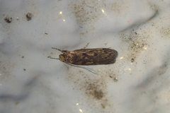 Hofmannophila pseudospretella