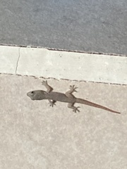 Hemidactylus frenatus