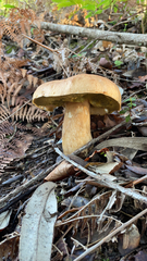 Boletus edulis