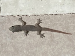 Hemidactylus frenatus