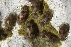 Peripsocus