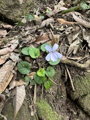 Viola formosana