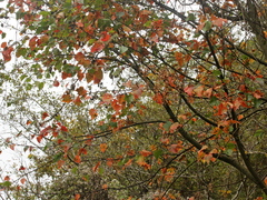 Acer morrisonense