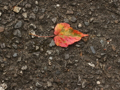 Acer morrisonense