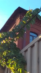 Parthenocissus inserta