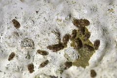 Peripsocus